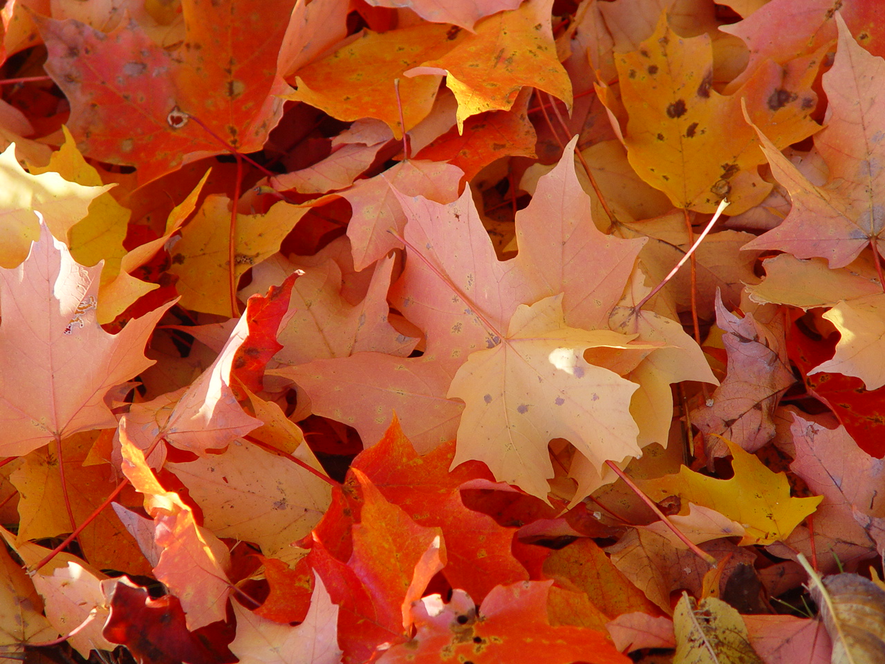 Herfstbladeren